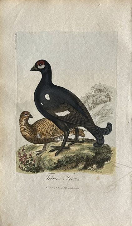 George Graves - Gravure rare représentant le tétra