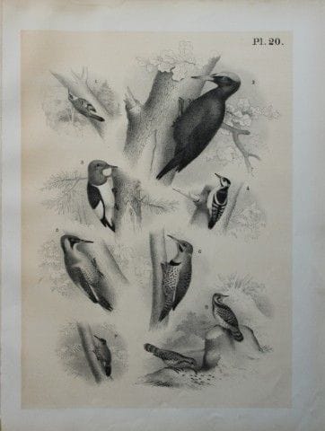 Theodore Jasper - Woodpeckers, Wryneck and Creeper