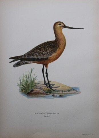 M. von Wright - Lithographie in-folio représentant
