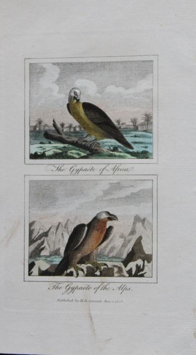 Buffon - Engraving of Gypaetes 1808.

This hand co