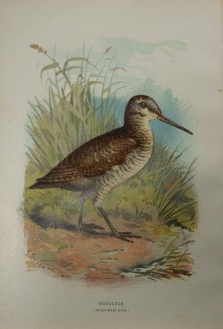 Archibald Thorburn - Bécasse, 1883.

Cette planche