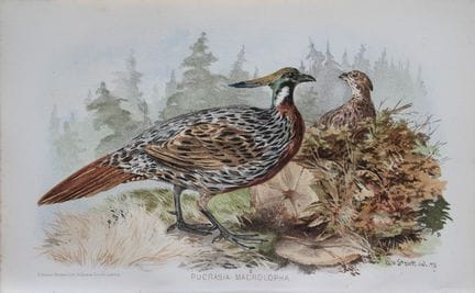 AW Strutt - Koklass, tiré de *Game Birds of India,