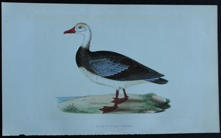 Charles Bree - Gravure coloriée à la main représen