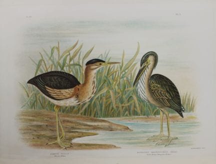 Broinowski - Chromolithographie représentant des b