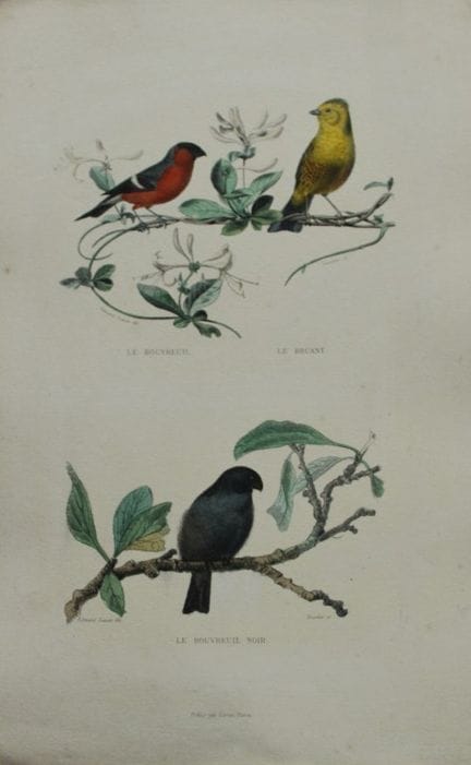 Edouard Travies - Engraving of Finches 1839.

This