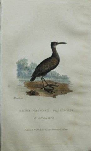 Baron Cuvier - Râle à menton blanc, 1829.

Cette g