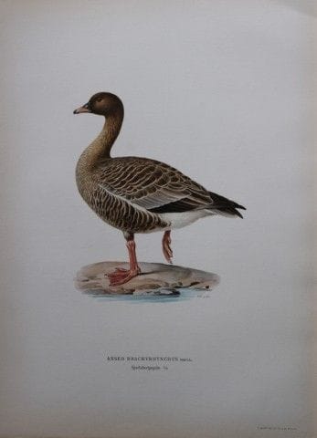 M. von Wright - Lithographie in-folio représentant