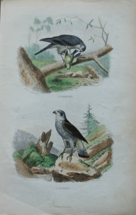Edouard Travies - Sparrowhawk and Goshawk from Com