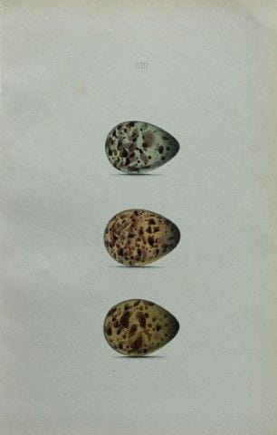 W. Hewitson – Gravure coloriée à la main représent