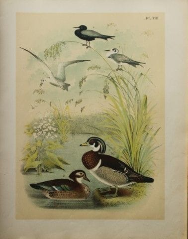 雅各布·斯图德——西奥多·贾斯珀所绘《夏鸭与燕鸥》，1888年。

我们非常荣幸能推出这些色彩绚丽的