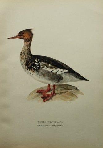 M. von Wright - Lithographie in-folio représentant