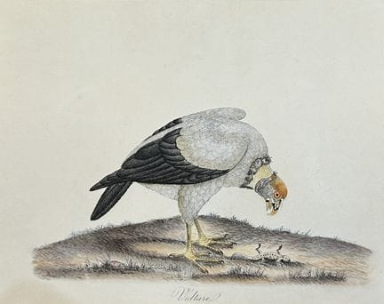 William Hayes - Gravure coloriée à la main représe