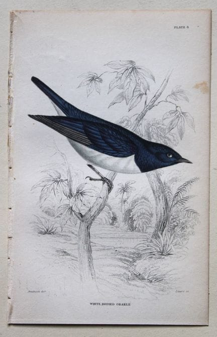 William Swainson - White Bodied Grakle from Jardin