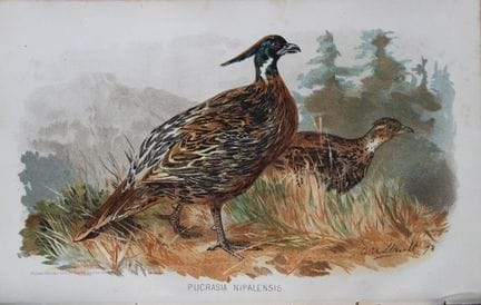 AW Strutt - Koklass du Népal, tiré de *Game Birds 