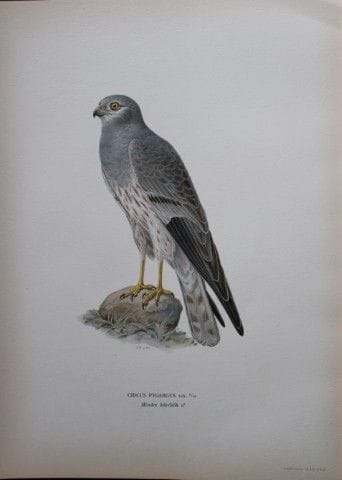 M. von Wright - Lithographie in-folio représentant