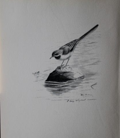Philip Rickman - Print of pencil drawings of Grey 