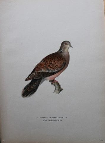 M. von Wright - Lithographie in-folio de la tourte