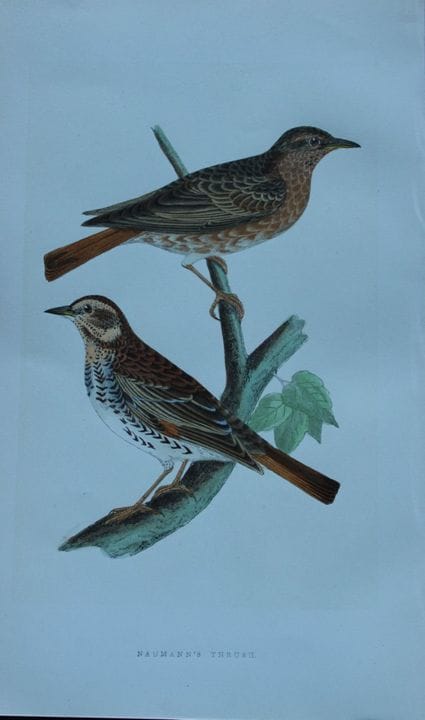 Charles Bree - Gravure coloriée à la main représen