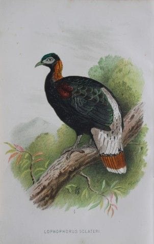 W. Foster - Moonal sans crête, tiré de *Game Birds