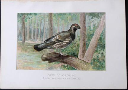 J Ridgway - Spruce Grouse from New York State Comm