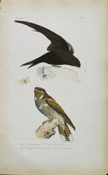 查尔斯·勒梅尔——《欧洲鸟类》（1864年）中的“马丁”与“夜鹰”。

这幅精美的版画出自查尔斯·勒