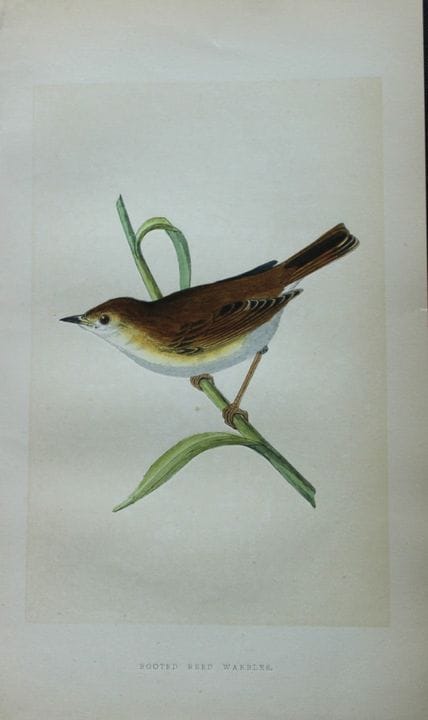Charles Bree - Gravure coloriée à la main représen