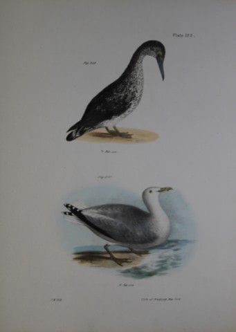 詹姆斯·E·德凯——CXXII号版画《美洲塘鹅（幼鸟）与冬鸥》，1844年。

这幅独具匠心且引人注