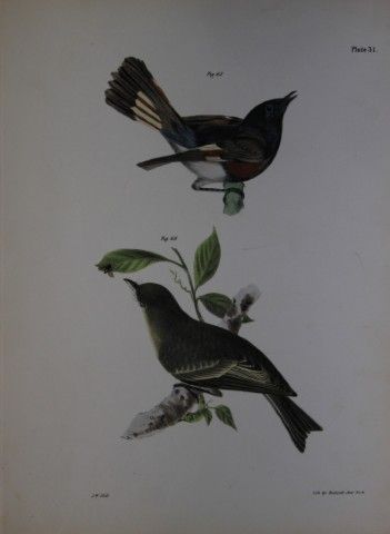 詹姆斯·E·德凯——第XXXI版画 《美洲红尾鹀与林鹪鹩》 1844年。

这幅19世纪的原创且引人
