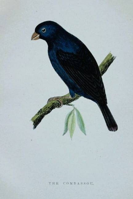 WT Greene - Hand coloured print of The Combassou 1