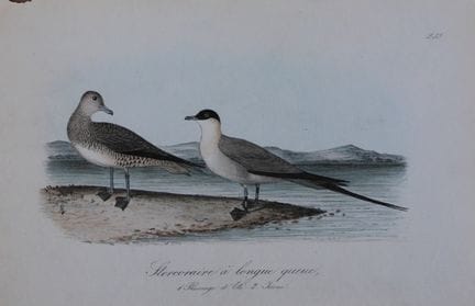 Charles Dubois - Lithographie rare représentant un