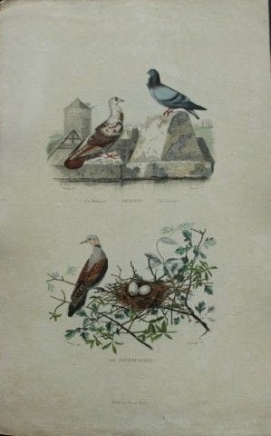 Edouard Travies - Engraving of Pigeons and Dove 18