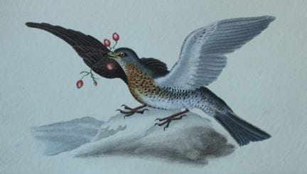 Edward Donovan - Gravure coloriée à la main représ