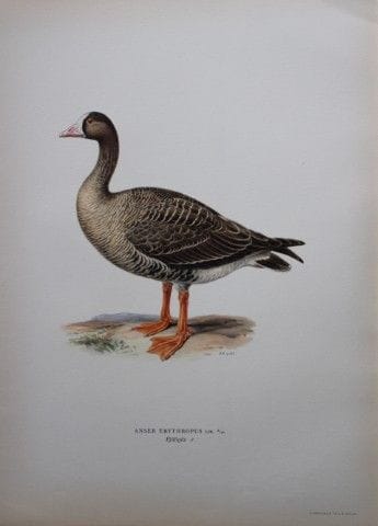 M. von Wright - Lithographie in-folio représentant