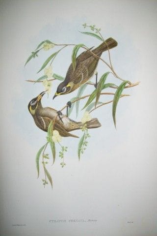 John Gould -  Méliphage à bride  tiré de *Les oise