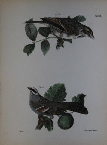 詹姆斯·E·德凯——LXI号版画 《湾翅麻雀与白喉麻雀》 1844年。

这幅19世纪独具匠心且引人
