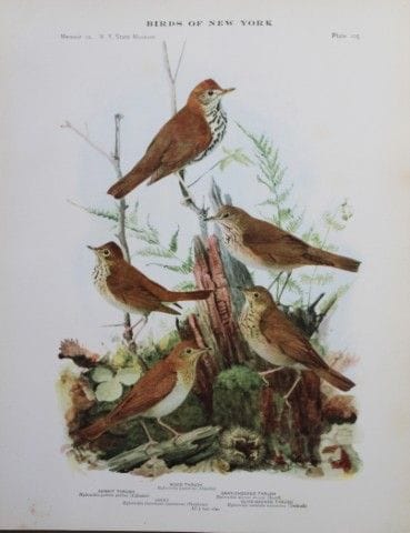 L. Agassiz Fuertes - Chromolithographie représenta