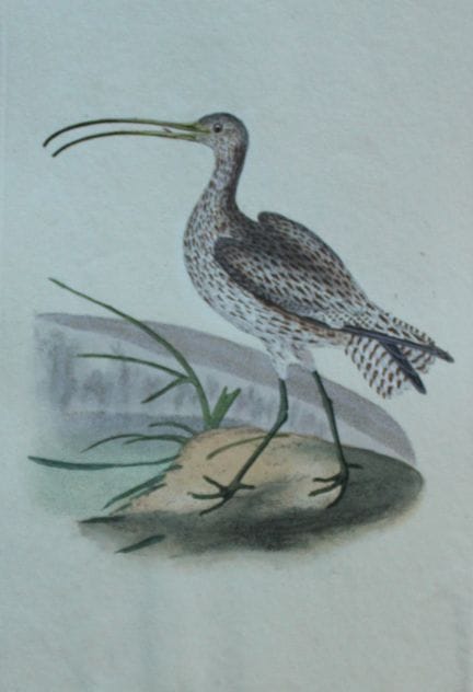 Edward Donovan - Gravure coloriée à la main représ