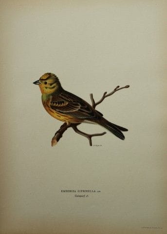M. von Wright - Lithographie in-folio représentant