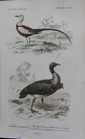 Edouard Travies  - Jacana et criarde cornue, tirés