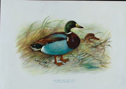 Harrison Weir - Canard colvert et canard sauvage, 