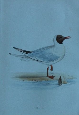 H.L. 迈耶——1857年《褐头鸥》彩色石版画。

这幅版画出自亨利·伦纳德·迈耶之手，选自威利斯