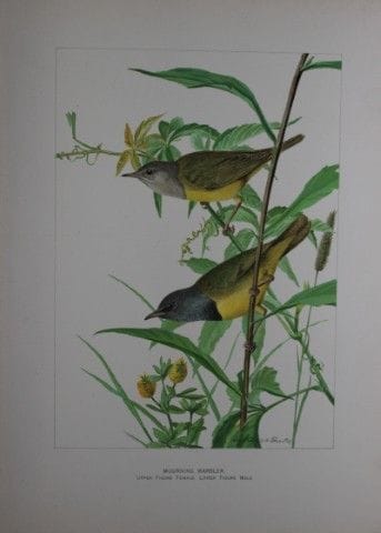 L. Agassiz Fuertes - Paruline en deuil, 1903.

Cet