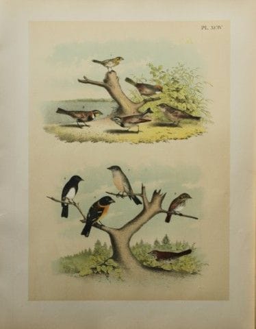雅各布·斯图德——西奥多·贾斯珀所著《鹀、雀和麻雀》（1888年）。

我们非常荣幸能推出这些色彩绚