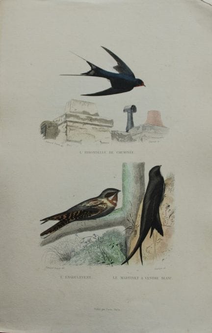 Edouard Travies - Engraving of Swallow and Martin 