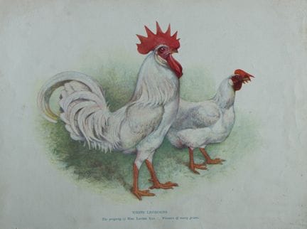 Harrison Weir - Les Leghorns blanches, 1902.

Cett