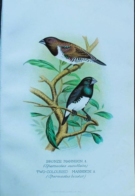 FW Frohawk - Antique print of foreign finches 1899