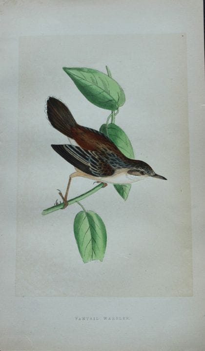 Charles Bree - Gravure coloriée à la main représen