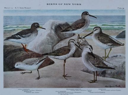 L. Agassiz Fuertes - Chromolithographie représenta