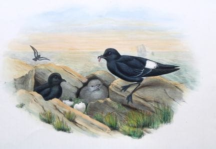 John Gould -  Océanite tempête  tiré de *Birds of 