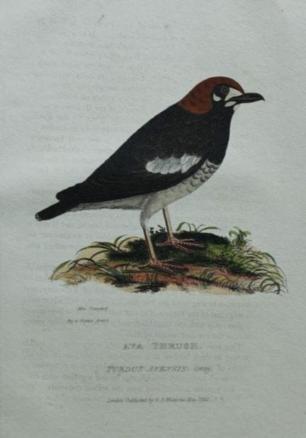Baron Cuvier - Grive d'Ava, 1829.

Cette gravure a